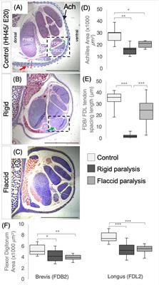 Embryo movement is required for limb tendon maturation